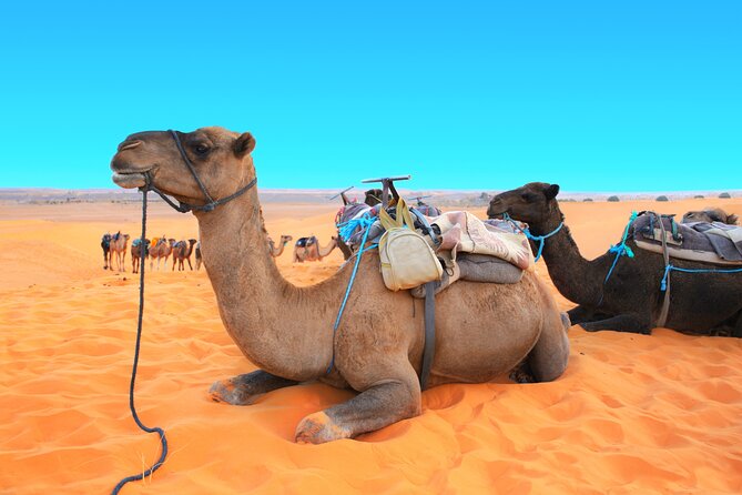 Private Driver for a full day in Marrakech - Should you book this full-day private driver in Marrakech?