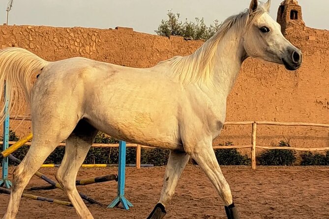 Private horseback ride in the Palmeraie of Marrakech - Where the Palmeraie Ride Fits in a Marrakech Day