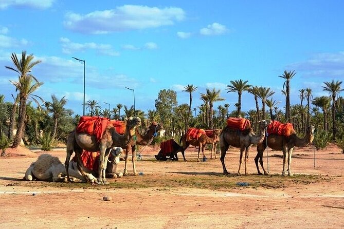 Private Marrakech Day Trip from Casablanca with Free Camel Ride - Le Jardin Secret in the Medina: Quiet Courtyards You Pay For