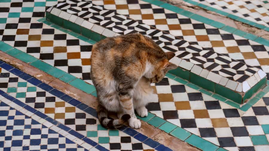 Private Tour: Half-Day Sightseeing Tour of Marrakech - Who this tour suits best