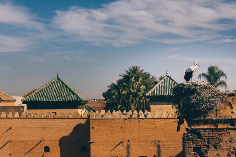 Private Tour: Half-Day Sightseeing Tour of Marrakech - What $95 buys you, and when it’s worth it