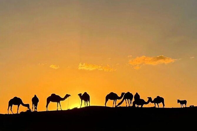Quad Bike & Camel Ride & Dinner Show In Agafay Desert - Getting From Marrakech: Pickup, Group Size, and Real Timing