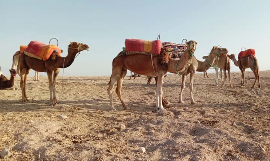 Quad bike & Camel ride in Agafay with dinner at Chouf L’or - Getting picked up in Marrakech and heading out to Agafay