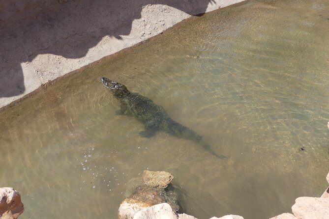 Skip the Line Ticket to Crocoparc with Optional Transfert - Blue Garden, Exotic Garden, Aquatic Garden: your route starts with plants you can name