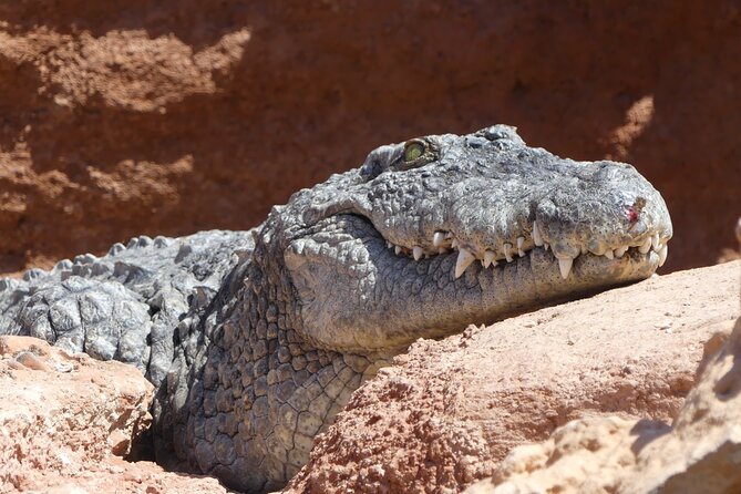 Skip the Line Ticket to Crocoparc with Optional Transfert - Crocodiles, feeding times, and animal viewing details that matter