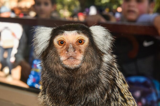 Skip the Line Ticket to Crocoparc with Optional Transfert - Kids at Crocoparc: playground plus henna tattoo equals an easier family outing