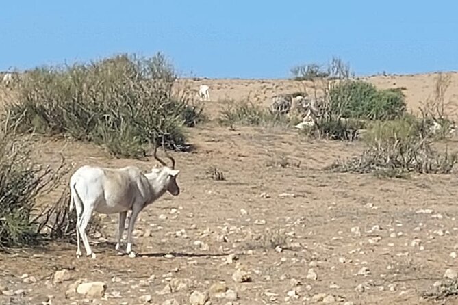 Souss Massa National Park Half Day Trip from Agadir - Pickup, ride time, and the eucalyptus and argan forest start