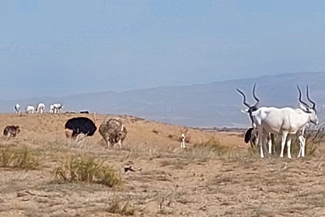 Souss Massa National Park Half Day Trip from Agadir - What you’ll see on the way: Youssef Bin Tachfine and the Massa Valley feel