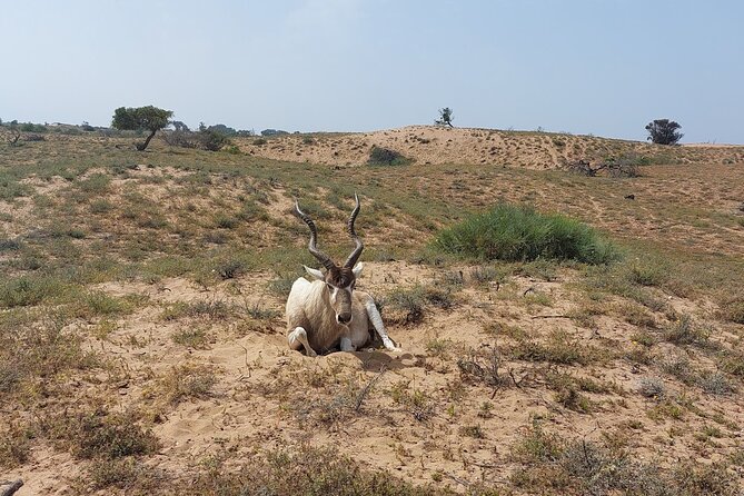 Souss Massa National Park Half Day Trip from Agadir - Lunch and food reality: Moroccan tagine is on your dime