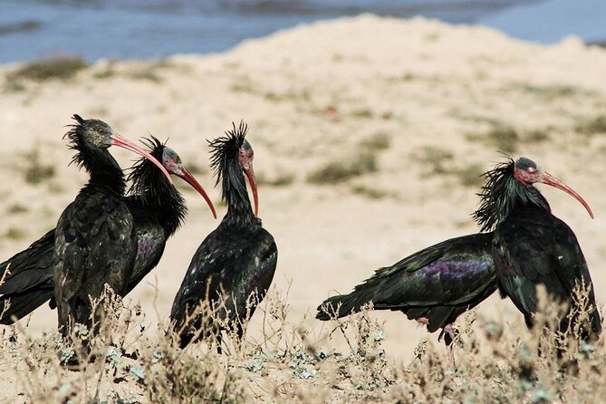 Souss Massa National Park Half Day Trip from Agadir - Price and value for $104.53 per person in a private setup