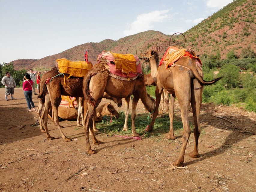 Sun set camel ride in palmerai of Marrakesh - What to Bring So You Can Enjoy It Fully