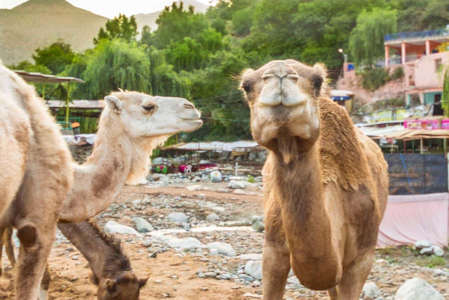 Sun set camel ride in palmerai of Marrakesh - FAQ