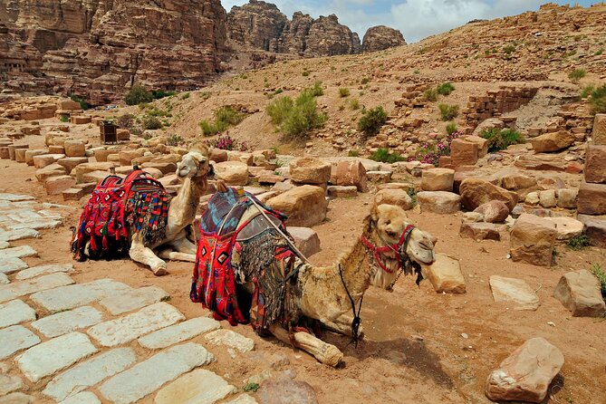 Sunset Camel Ride in Agadir or Taghazout With Transfers - Animal welfare concerns: what to watch for before you book
