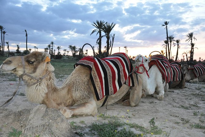 Sunset Camel Ride in the Palm Grove of Marrakech - Price and Value: Is $45.19 a Good Deal?
