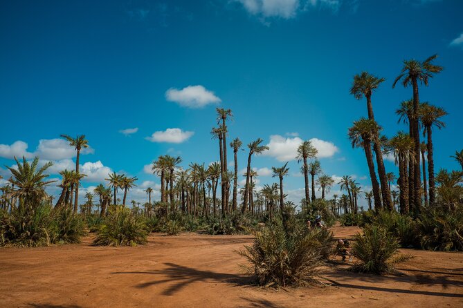 Sunset Camel Ride in the Palm Grove Of Marrakech - Should you book this sunset camel ride in the Palmeraie?