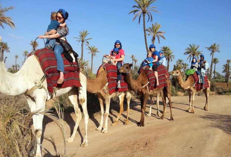 Sunset Camel Riding Including BBQ Dinner & Hotel Transfers - Camel Ride at Dusk by the Souss River and the Flamingo Area