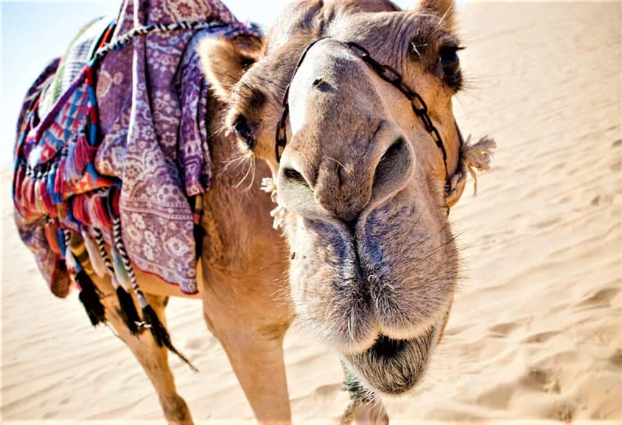 Sunset Camel Riding Including BBQ Dinner & Hotel Transfers - The 3-Hour Plan, From Agadir or Taghazout Pickup to Dinner