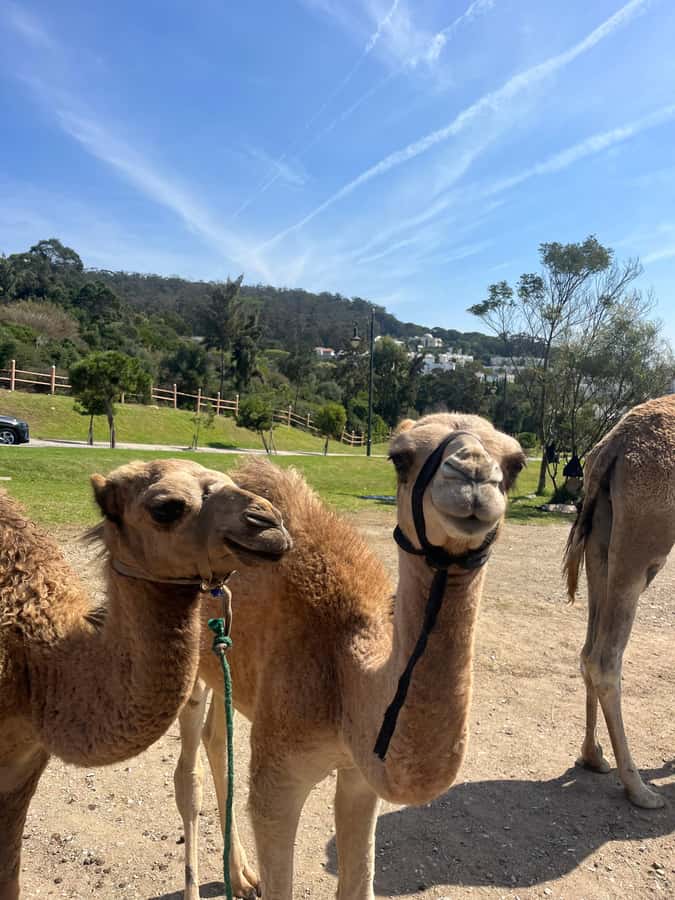 Tangier: Sunset, Tea, Sweets, Camel Ride, and Hercules Caves - Should You Book This Tangier Sunset, Tea, Sweets, Camel Ride, and Hercules Caves Tour?