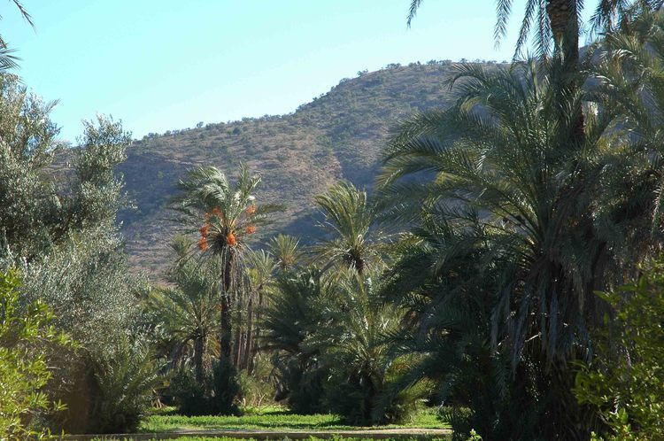 Taroudant and Tiout Oasis Trip With Lunch - Taroudant Ramparts: Your first real taste of the region