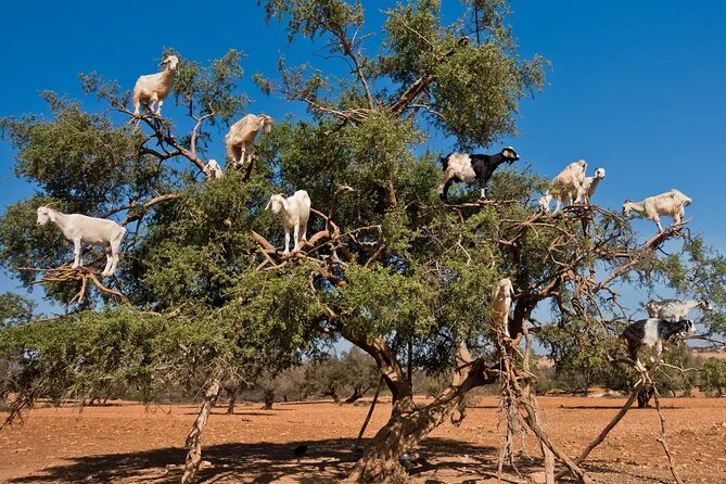 Taroudant half day excursion from Agadir - Should you book this Taroudant half-day excursion from Agadir?