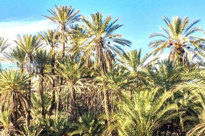 Taroudant the berber city +The Oasis of Tiout village - The day plan from Agadir, 8:30 start to about 3:30 return