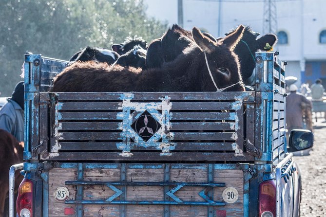 The Sunday Market in Had Draa & Local Food Tasting. - Livestock Market Reality: Respectful Viewing and Comfort Checks