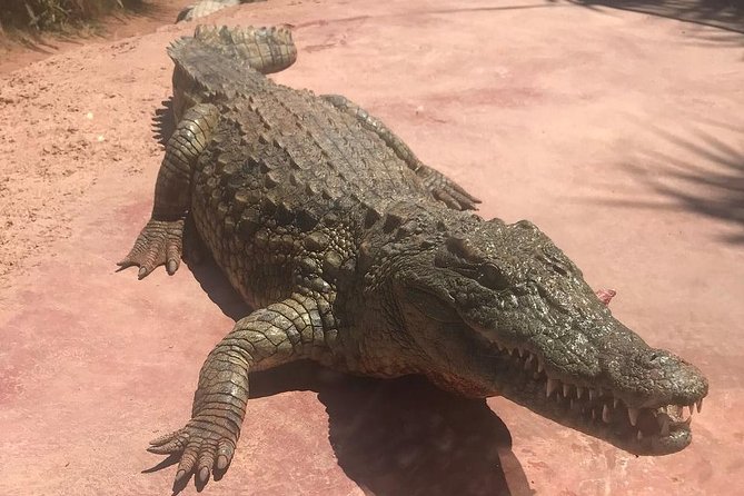 Trip To Croco Park - A Note About Animal Areas and Fair Expectations