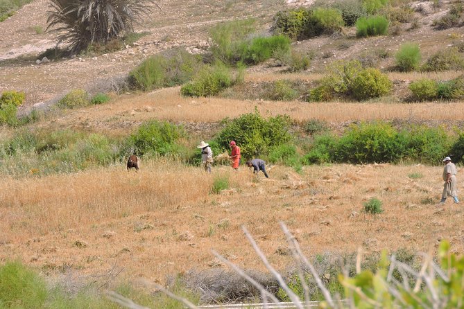 Walk between Argan Forest, Ocean & Waterfalls. 12 km - Sidi MBarket waterfalls and terraced gardens in a drought moment